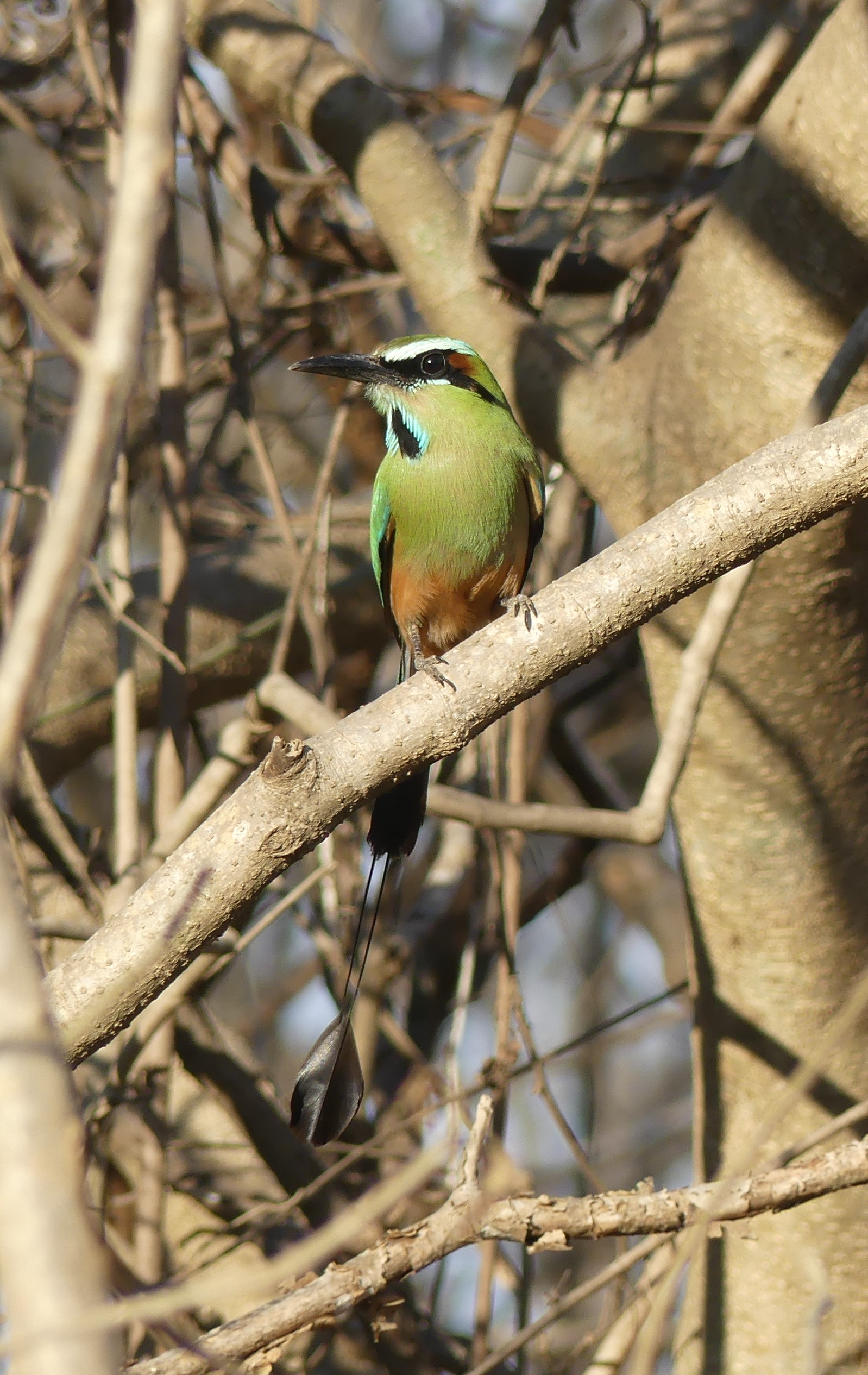 costa rica, motmot